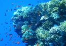 Sharm el Sheikh viimase hetke pakkumisi 06.02 ja 13.02 Sharm el Sheikh viimase hetke pakkumisi 06.02 ja 13.02